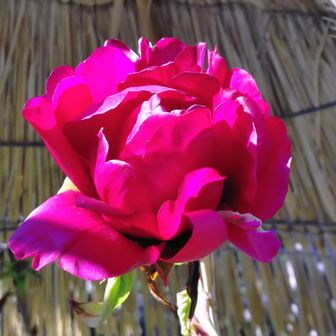 石光寺 寒牡丹（冬烏）