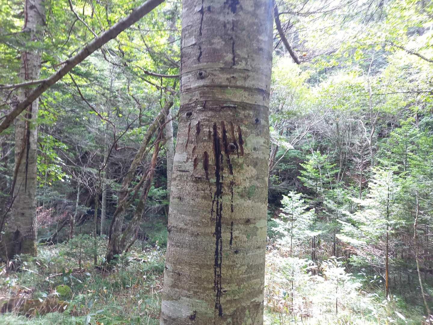 クマの爪痕。この木がお気に入りみたいで、たくさん爪痕ついてました。