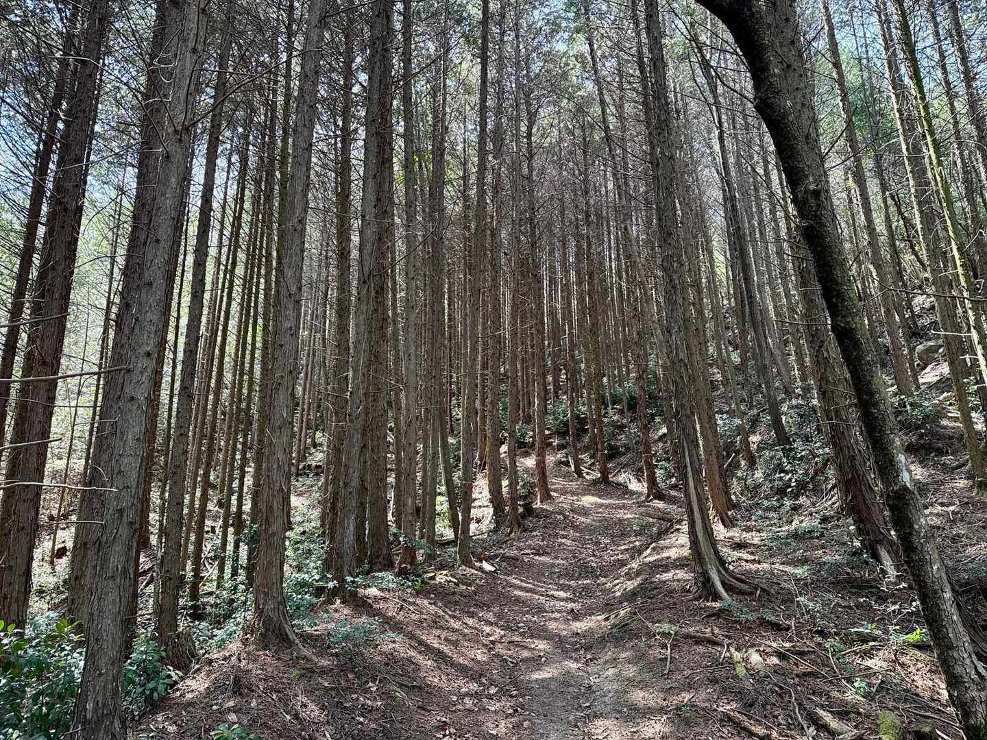 登山道に入りましたが、432号線は歩道がないので、川沿いから登山口を目指す方が安全に行けそうです。