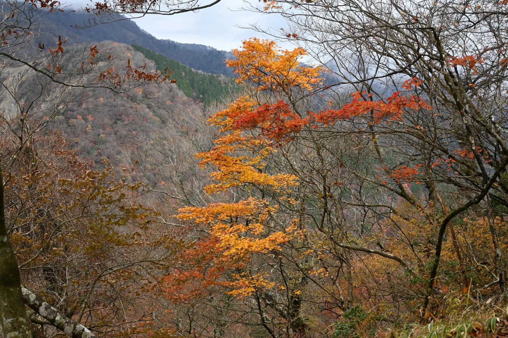 🍁