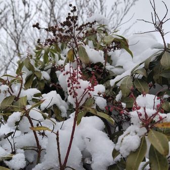 赤い実を発見。