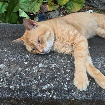 猫は存在そのものがかわいい。そしてどんなワル猫でもかわいい。