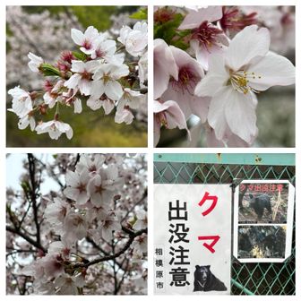 いったんコミュニティ広場まで下ります！
ここにも熊さん注意🐻
次のピークへGO🚶‍♀️‍➡️