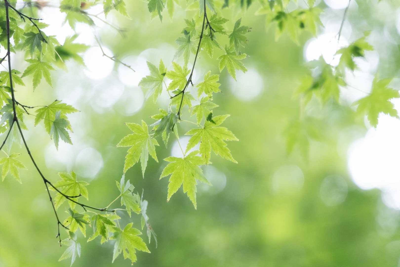 この辺りは紅葉まだ
青紅葉も嫌いじゃない