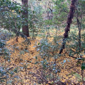 常緑の木が多いけど、代わりに地面が彩られて