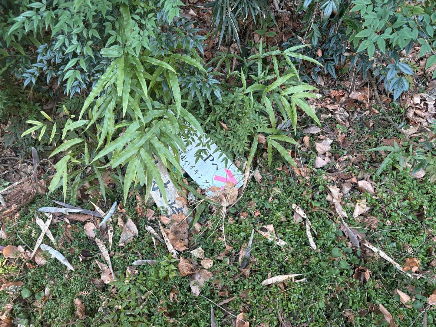 今回のルート上の標識、ほぼこんな感じ🫠(倒れてて方向不明　　

堂平山はそんなことなかったのにどーしたー！