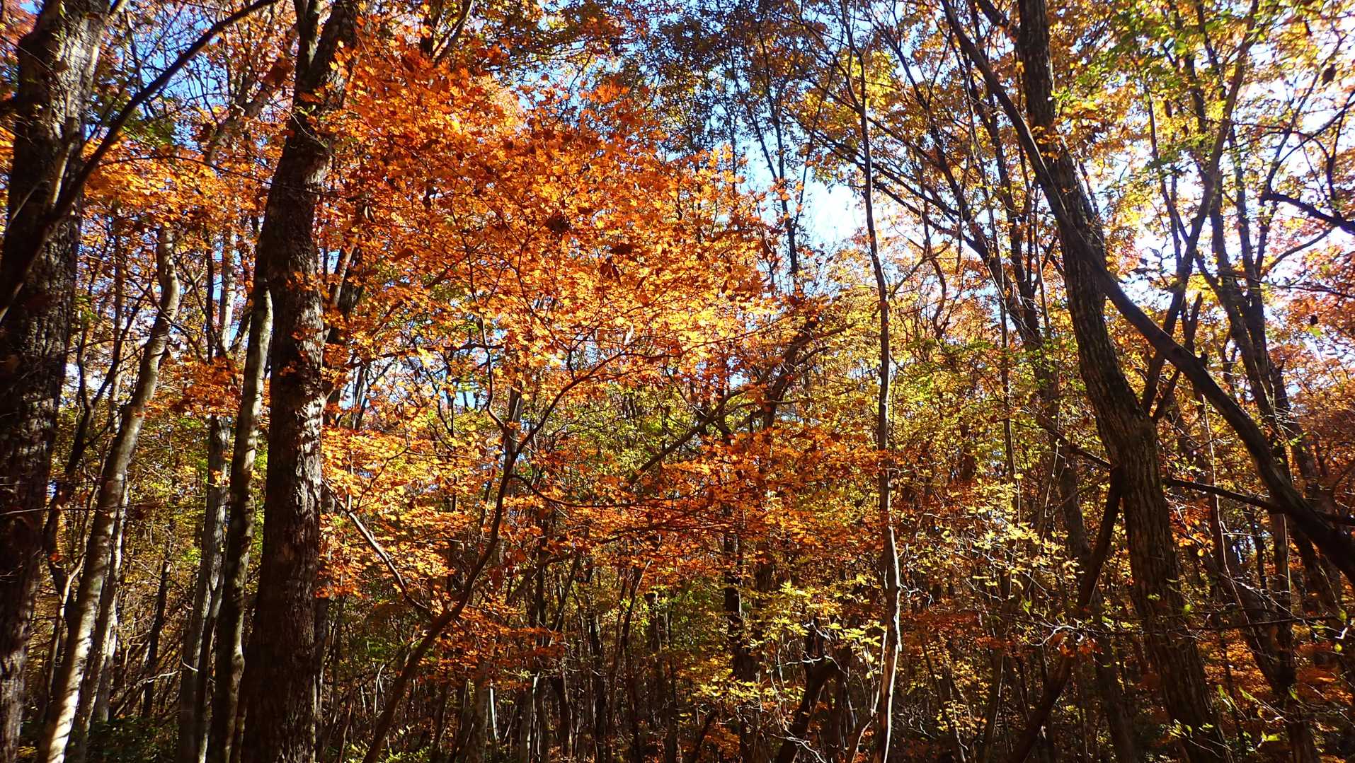 紅葉・・と言いたいところ３