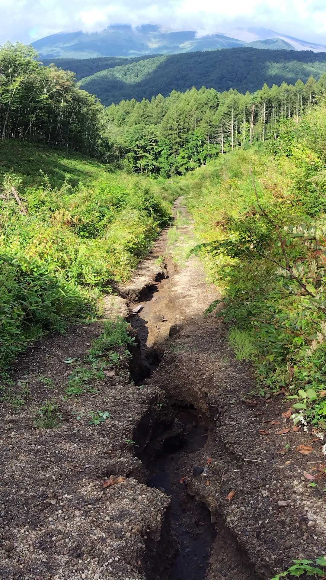 林道（登山道はえぐれてる）