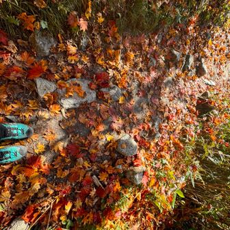 ぎょうざちゃん