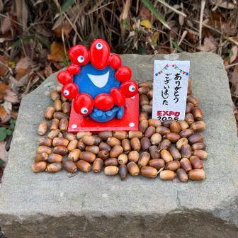 誰が始めたドングリ大量😳