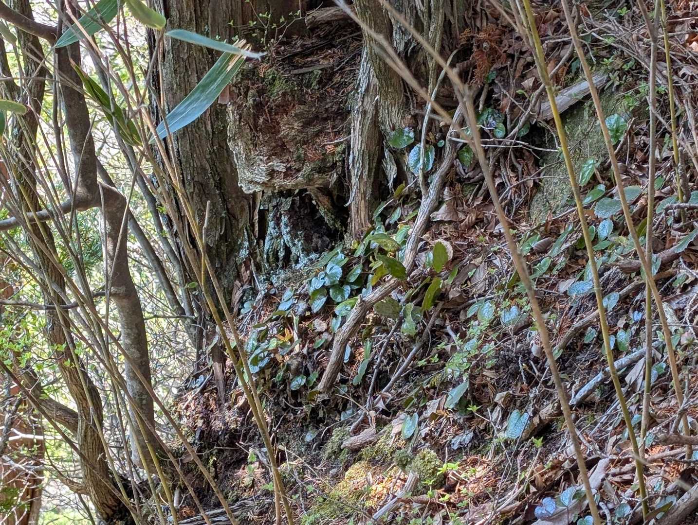 今回は、イワカガミの開花は見れませんでしたが、葉っぱはたくさんありました