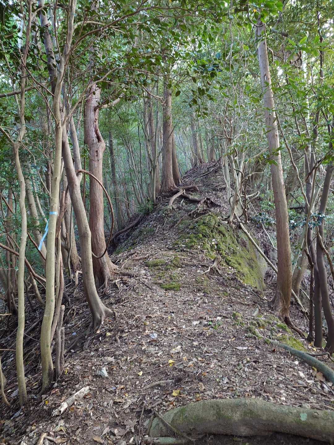 尾根を進みます🚶