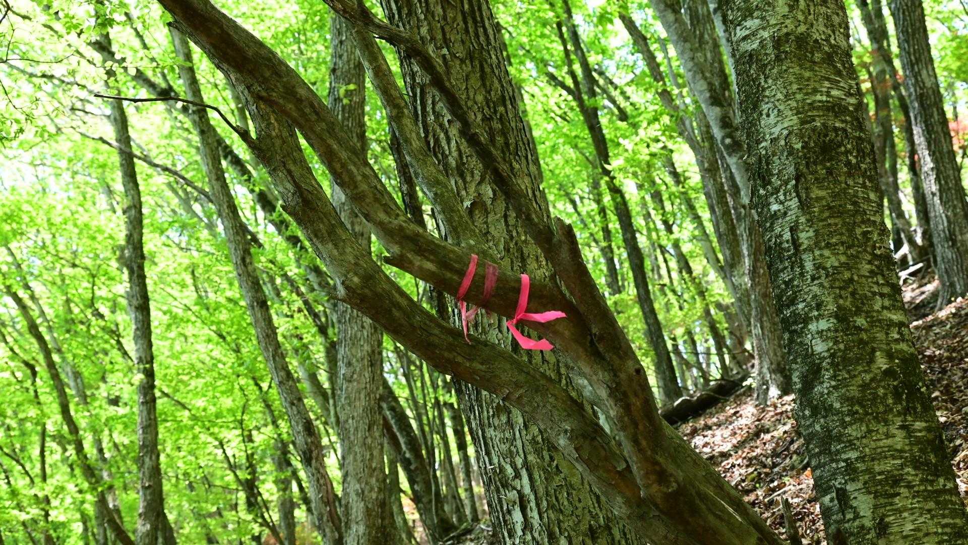 遭難者が出たためか新しいテープが付けられていました。