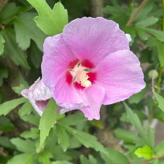 ムクゲ🌸暑いのにイキイキ🎶