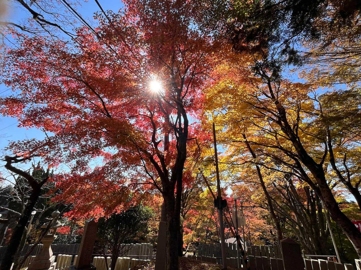 紅葉の綺麗な時に来られて良かったです🍁