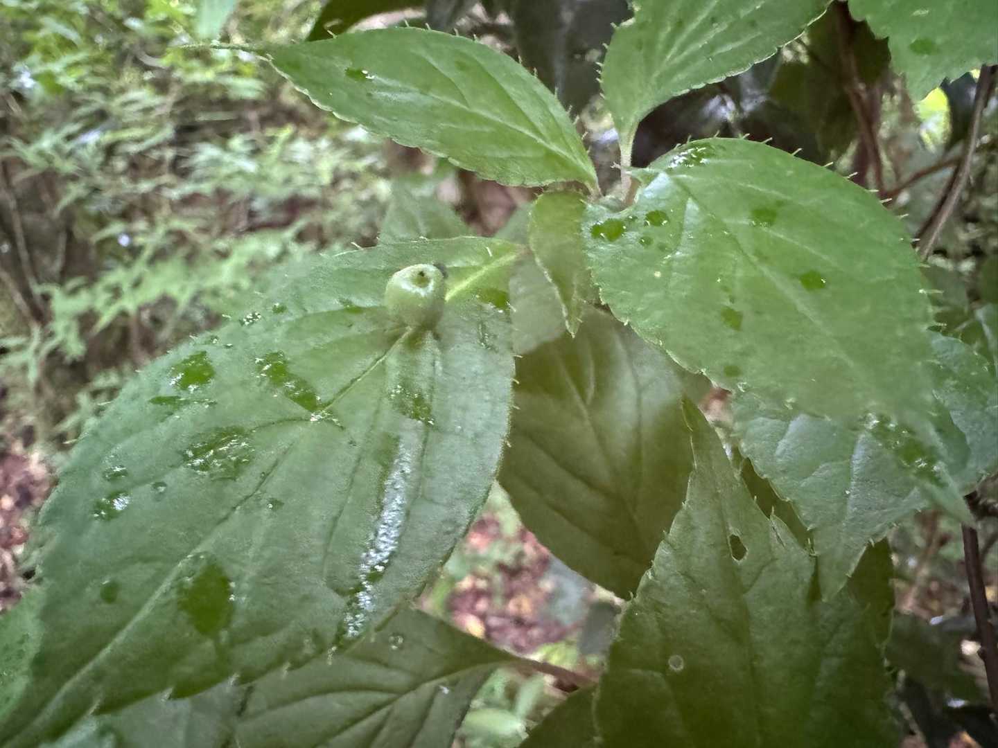ハナイカダ