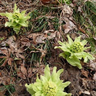 ふきのとうだ！
春ですなぁ😊