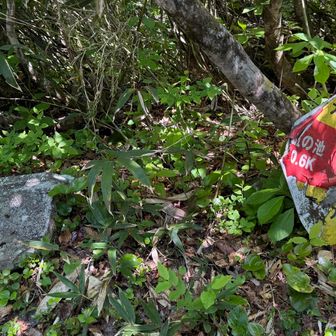 約4時間で大倉の頭