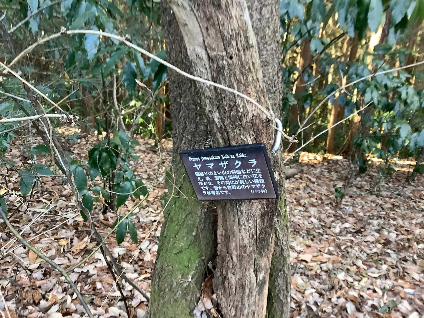 仏頂山山頂付近ではヤマザクラの木を何本か見かけました。