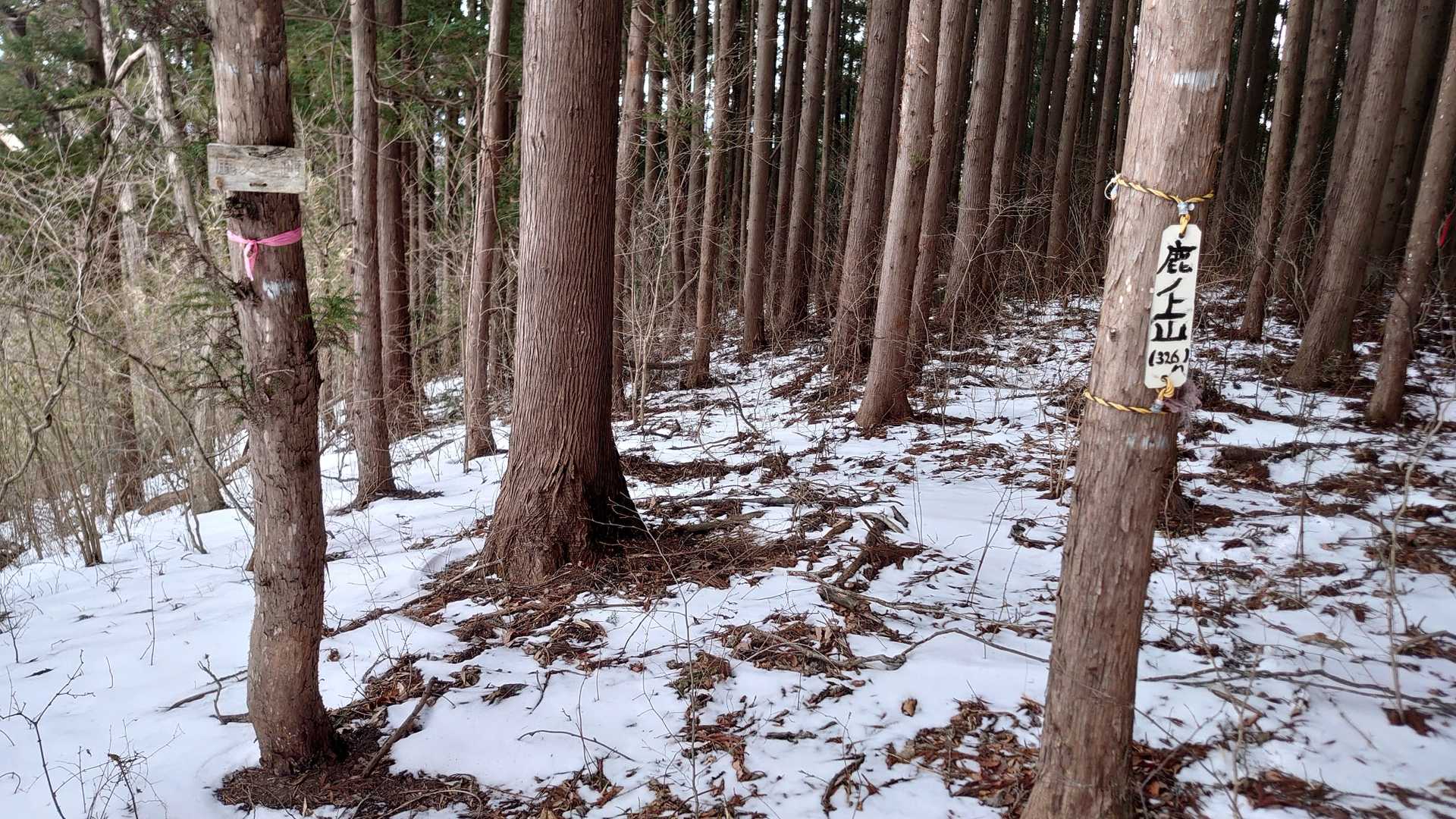 鹿ノ上山着🦌