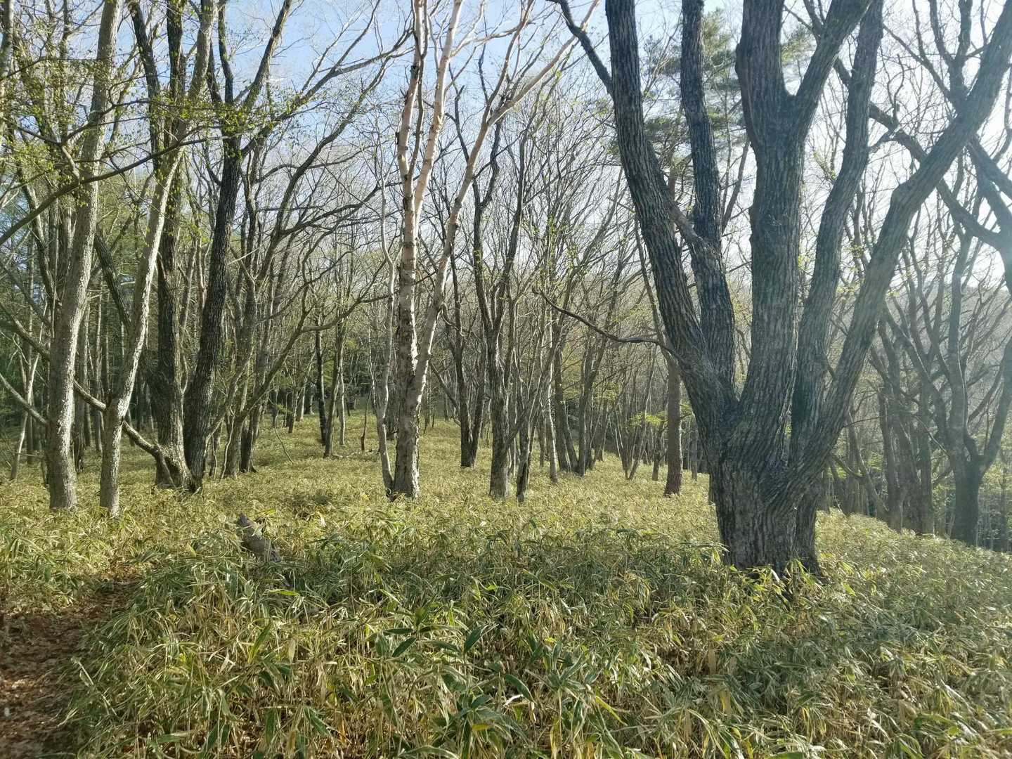 笹っぱら。思っていたより歩きやすくて心も軽くなります。