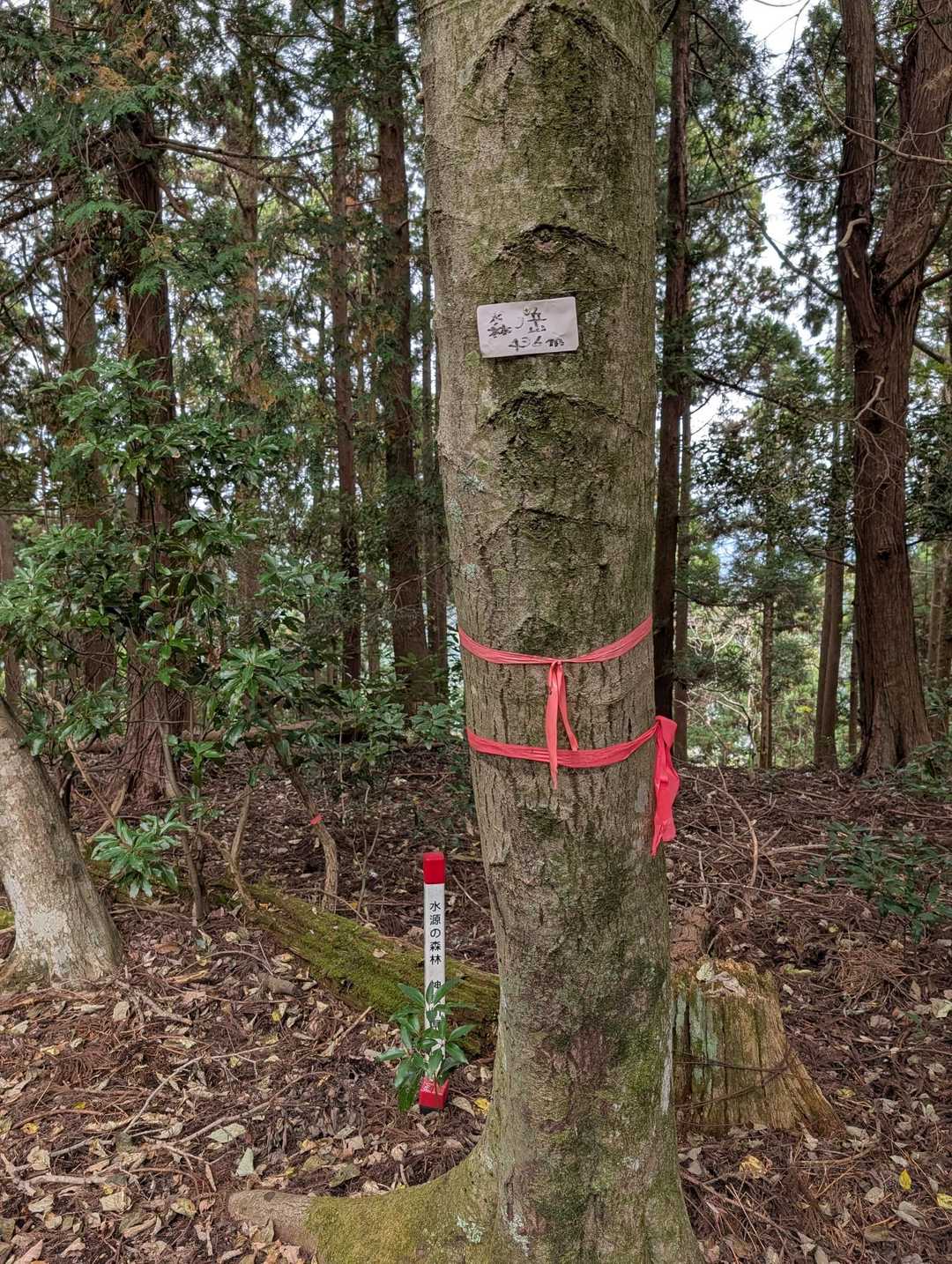 森ノ岳　山頂（ここから先の道は不鮮明、元の登山道まで引き返す方がいいかも）