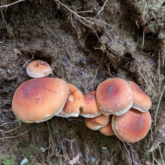 クリタケ🍄‍🟫