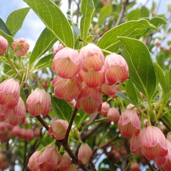 この辺の標高が一番綺麗だった