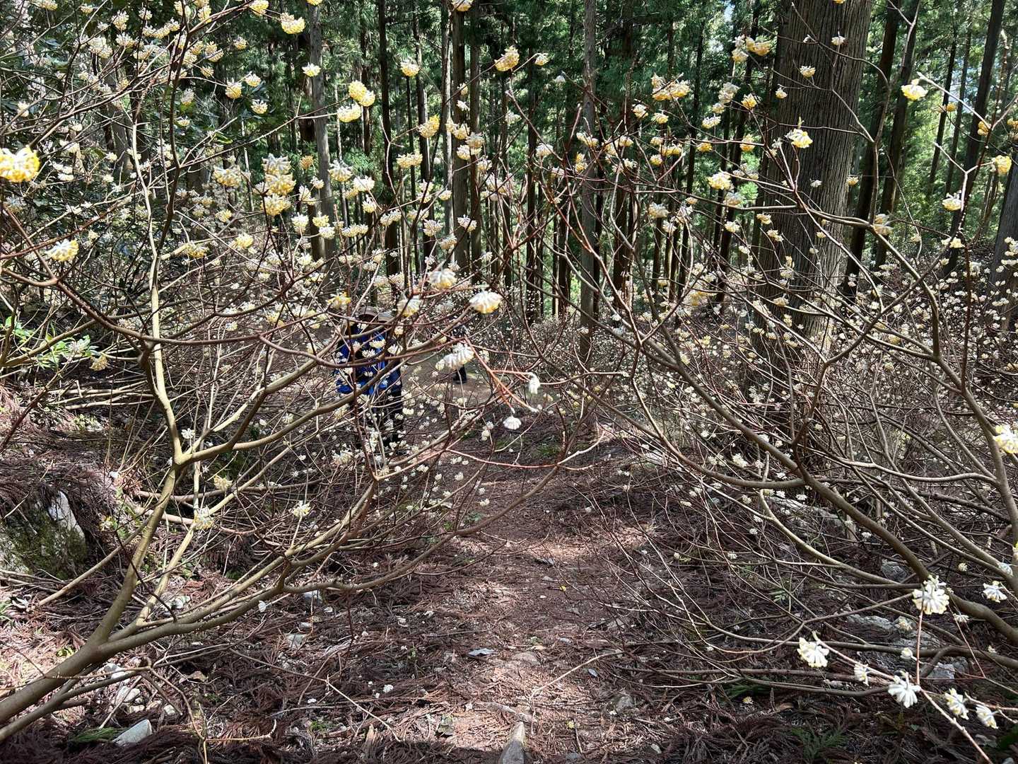 さあ下山🚶
ミツマタのトンネルを進む✨