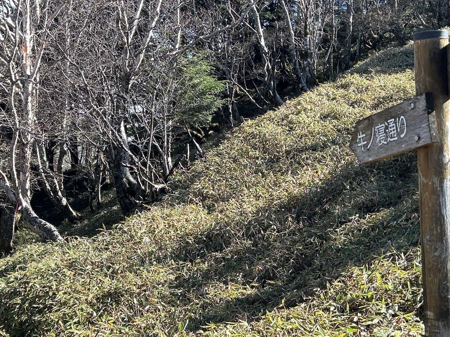 今年の5月は、この分岐、牛の寝通りを下った。
ただひたすら長く下った気がする😃