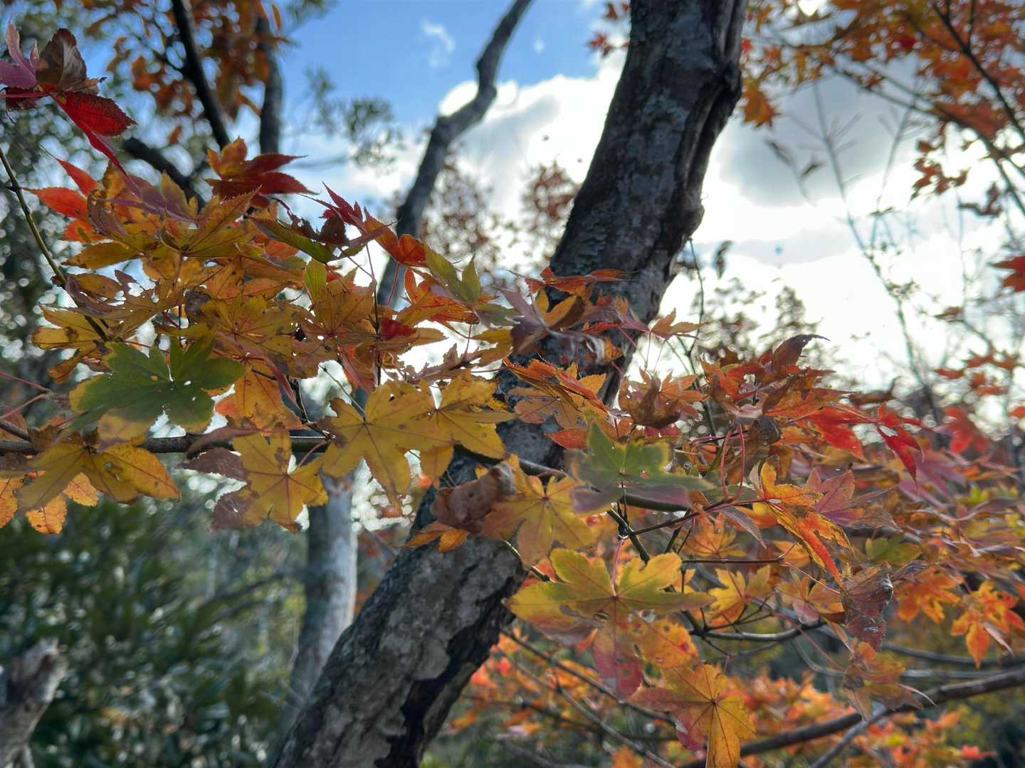 稜線の紅葉の見頃は先週でしたね、
もっと🍁来るか来るかと思いながら進んで行ったら写真撮りそびれてしまいました😅(残ってるところもありました♪)