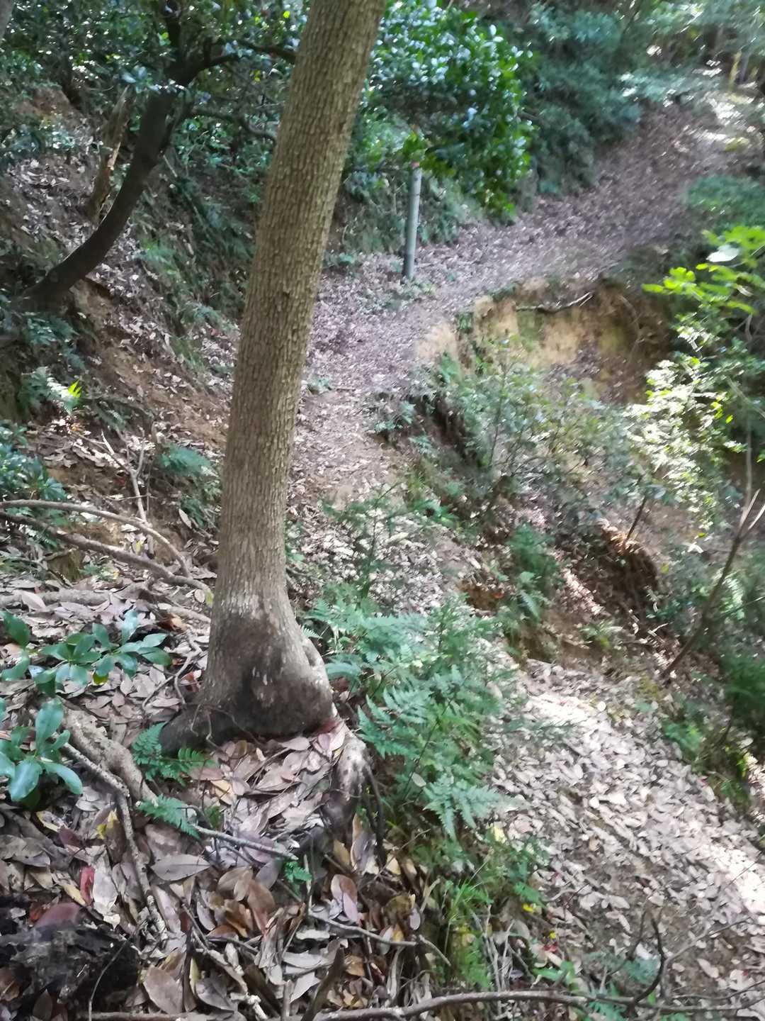 正規の登山道に出ました。😊