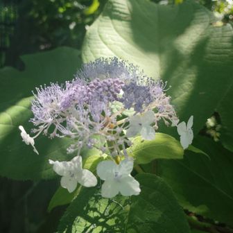可憐な玉紫陽花