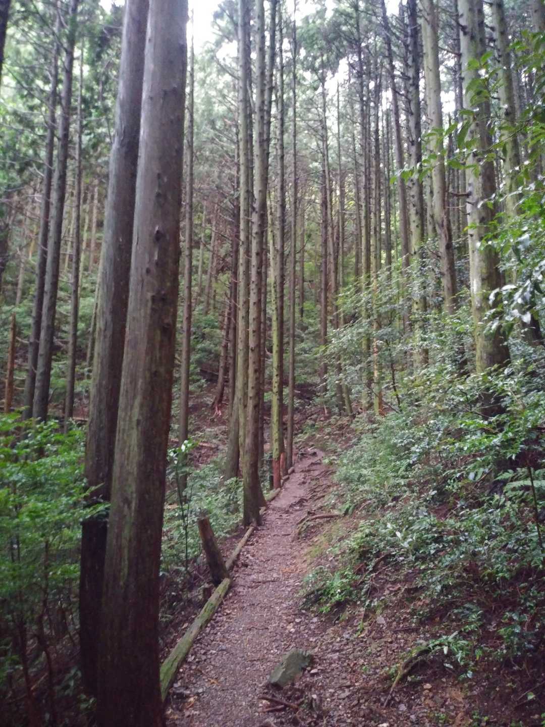 杉林🌲
昔は電柱に使われてて、住宅地そこらかしこの電柱でセミ獲りしてましたね😄