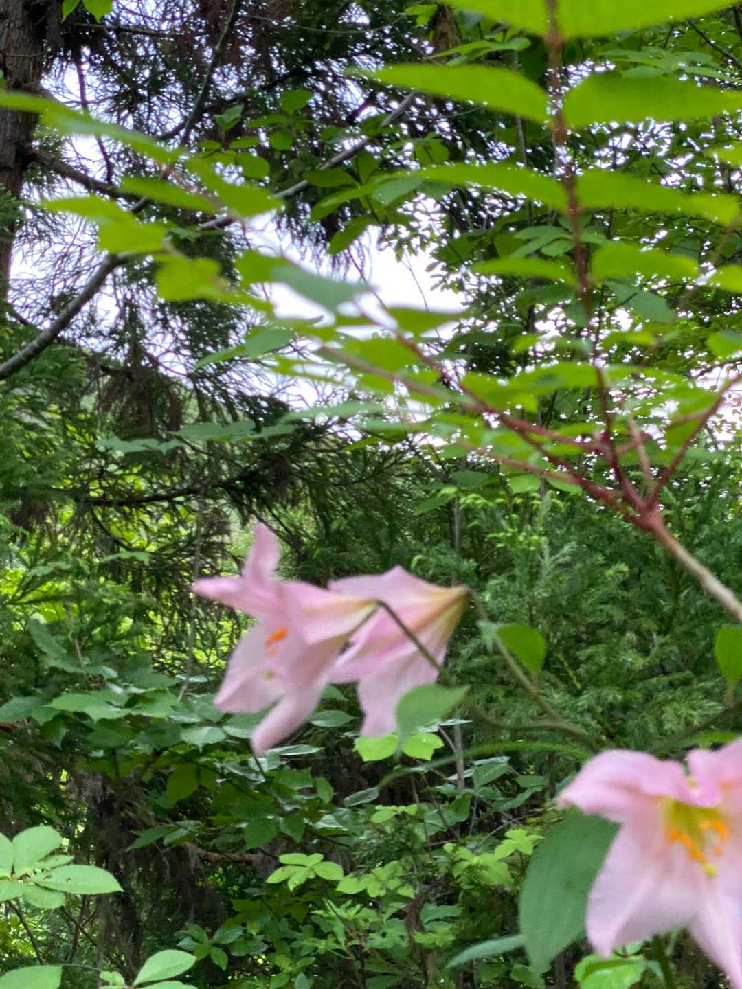 ここにもヒメサユリ🌸ありました