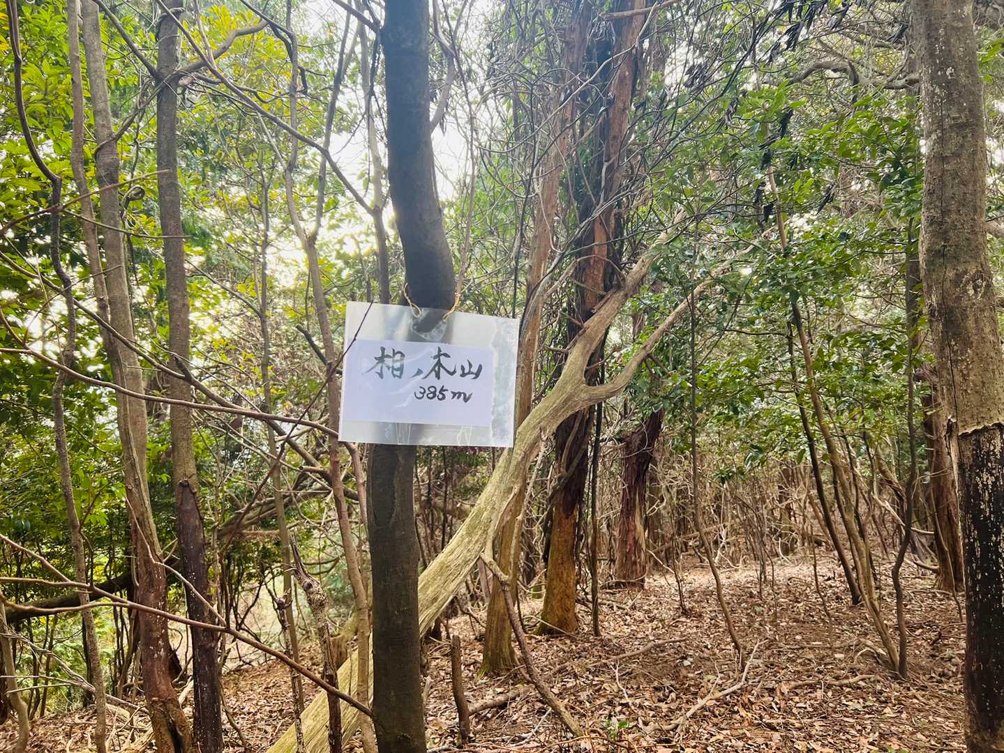 ここでも山頂直前から道不明になる🤔
同じく眺望無しで即引き返す、３時だし。
