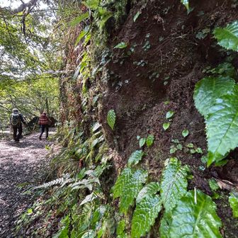 イワタバコの新芽🌱‬‪