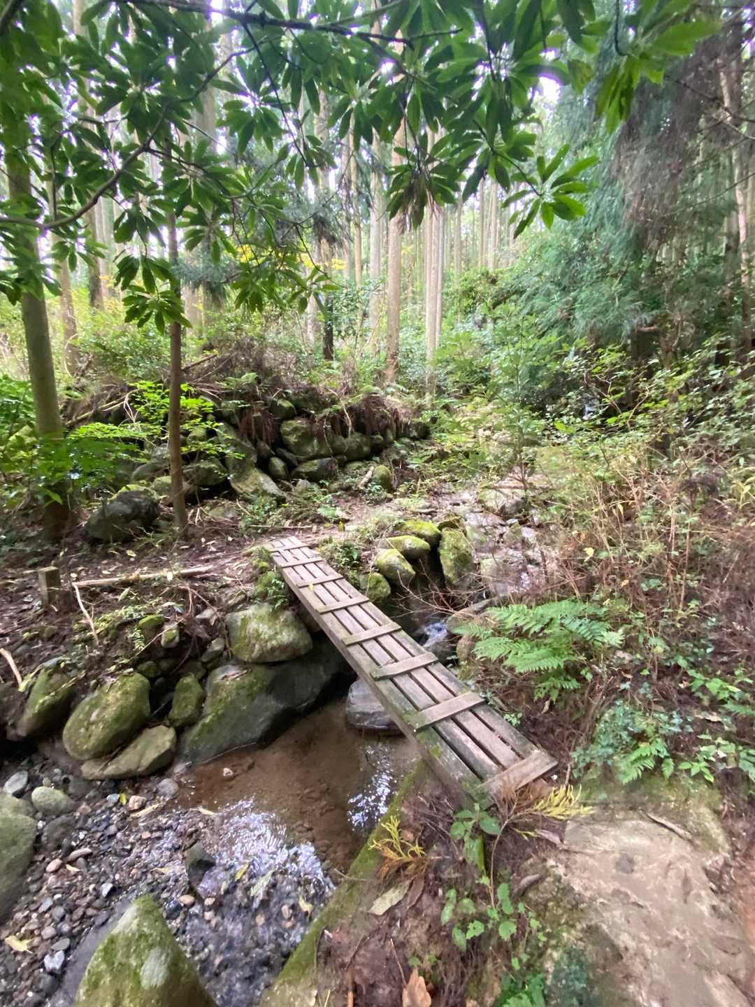 しばらくは沢のせせらぎを聞きながら歩きます🍃