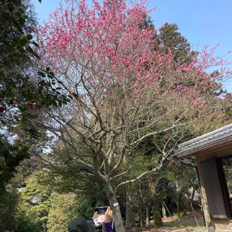 色濃く咲いています