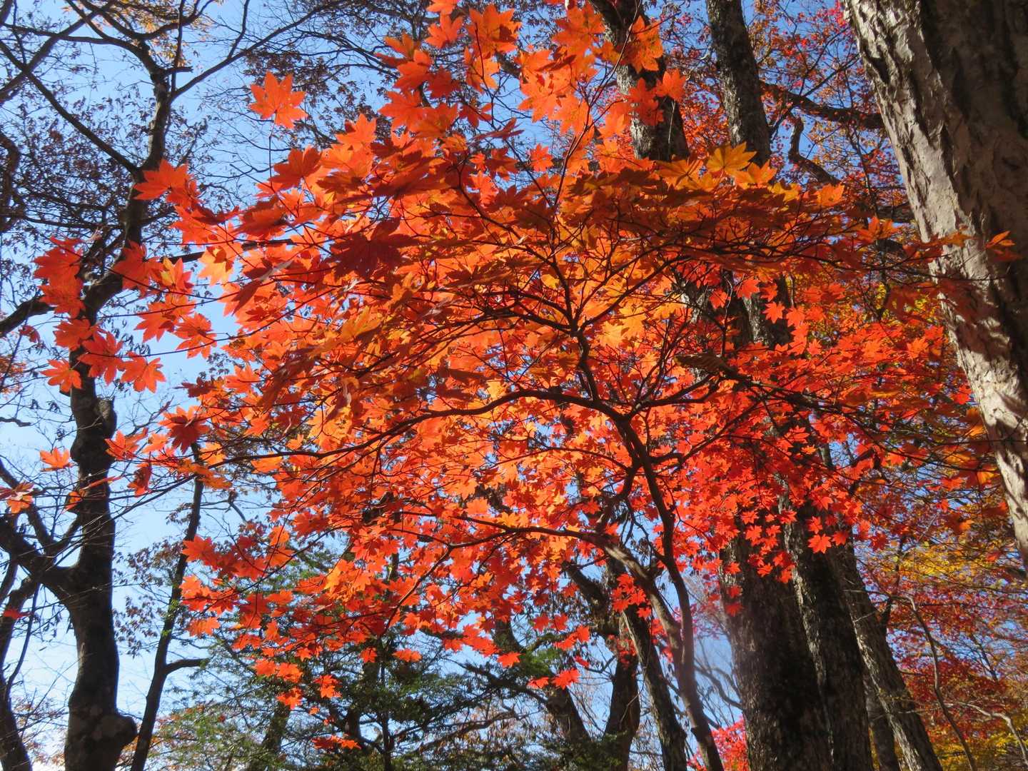 名郷バス停-鳥首峠-天神山-ウノタワ-大持山-妻坂峠 周回コースの写真