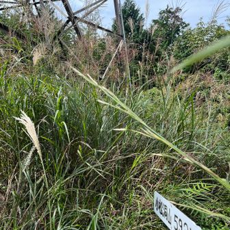小松洞山　眺望無し　鉄塔がある