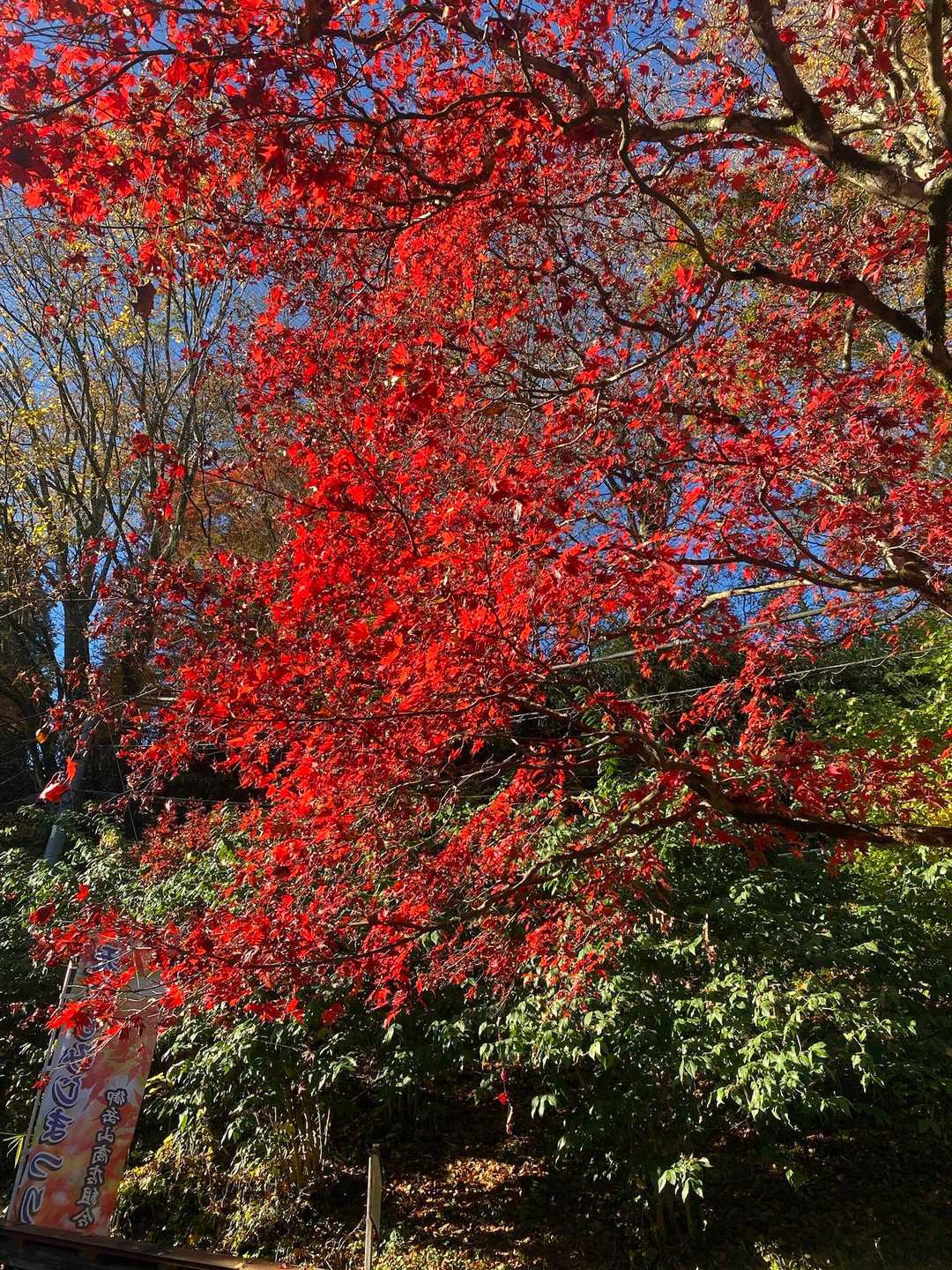 御岳山駅-御嶽神社-御岳山 往復コースの写真