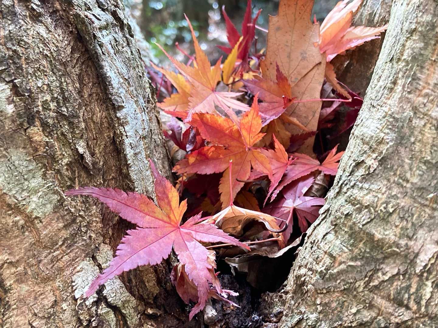 可愛い紅葉🍁