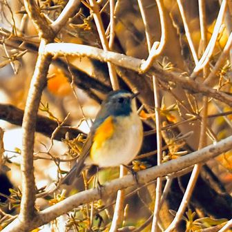                           ルリビタキ（オス）💙
