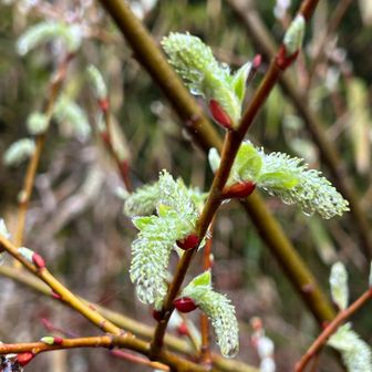 若葉が芽吹いています
季節はどんどん進みますね