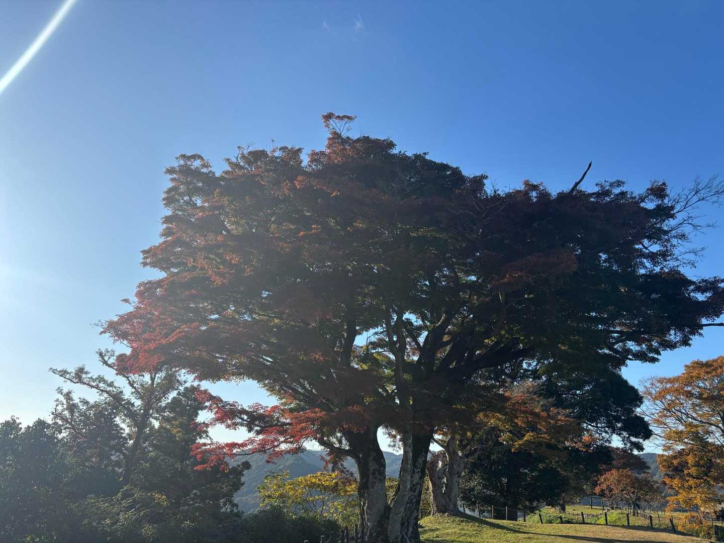 逆光ですが山頂にも紅葉🍁
