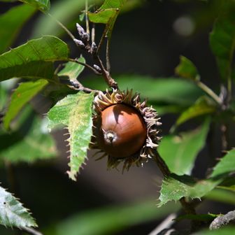 どんぐり