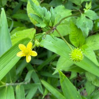 キツネノボタンの花と実
