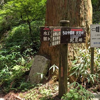 三叉路　金剛山は道が多いな