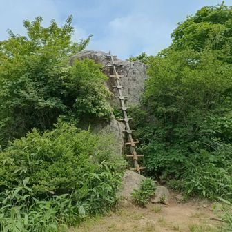 旧羅漢山山頂
今日は岩には登らずオオヤマレンゲの咲く場所へ直行した。